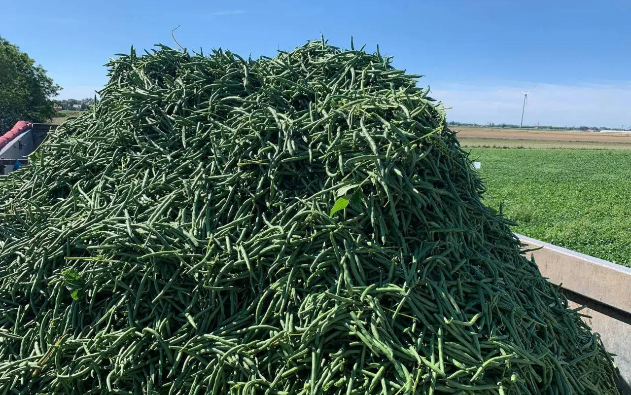 Jaki nawóz pod fasolkę szparagową, aby uniknąć słabych plonów?