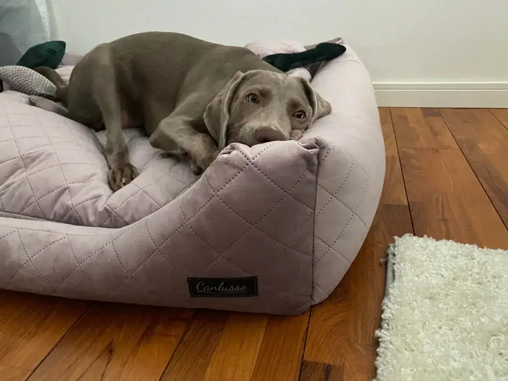 Jak skutecznie nauczyć dorosłego psa spać w legowisku – proste metody i porady