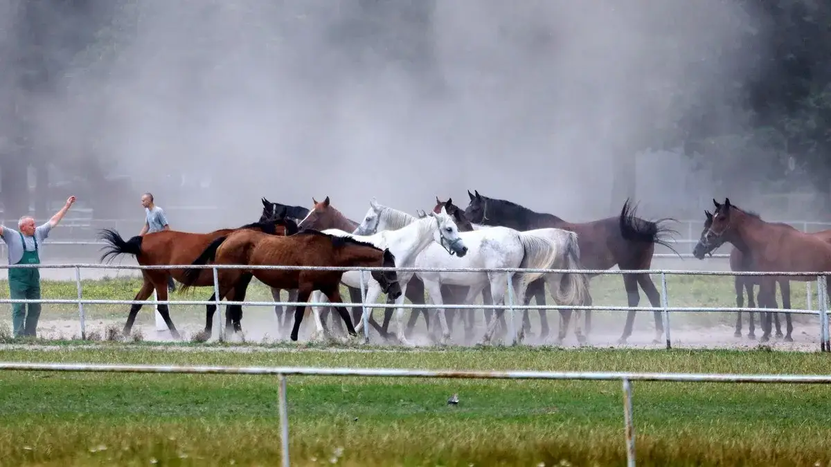 Stadniny koni arabskich w Polsce: odkryj ich historię i unikalność