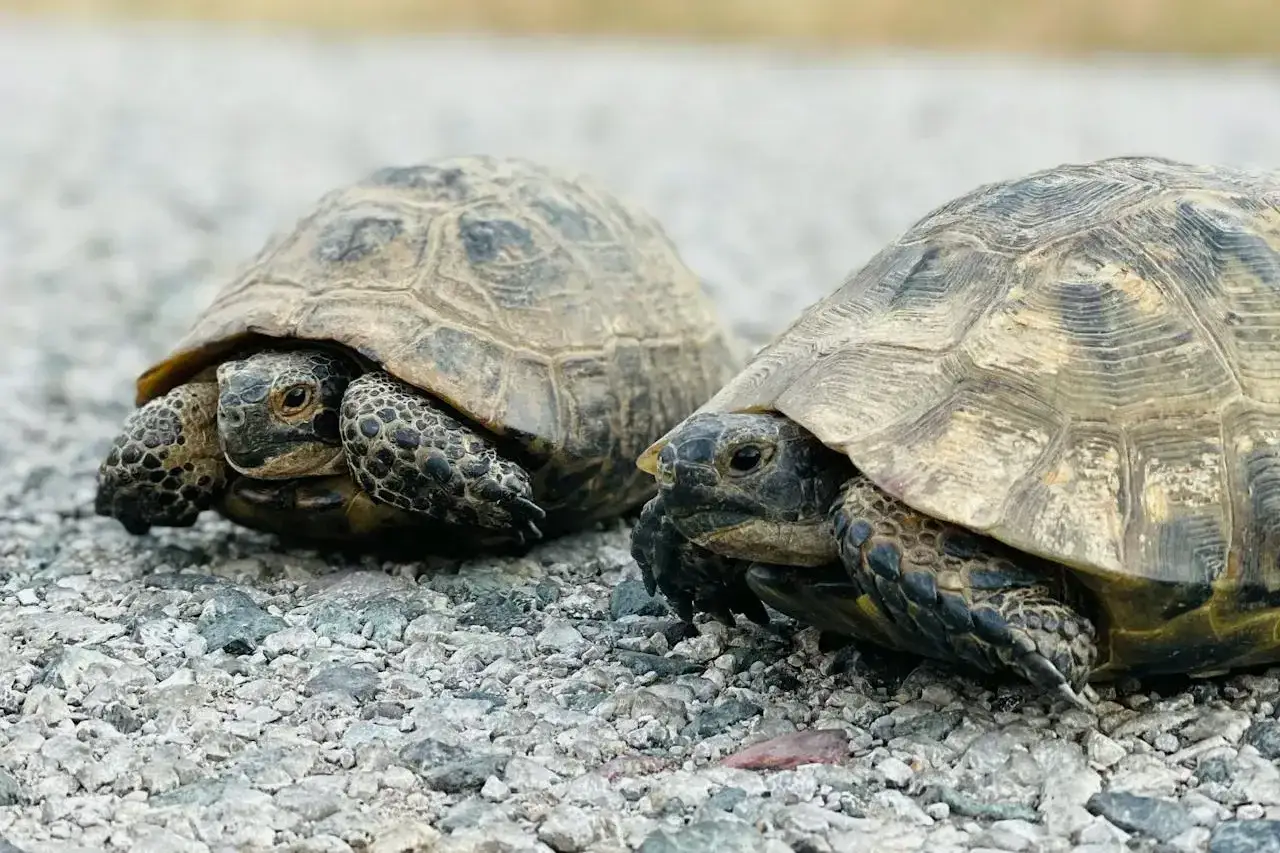 Dwa żółwie stepowe na kamienistym podłożu.