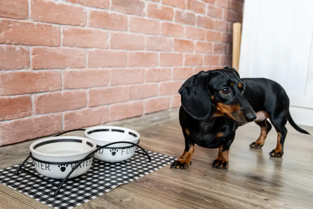 Czy ryż uczula psa? Rozpoznaj objawy, znajdź rozwiązanie!