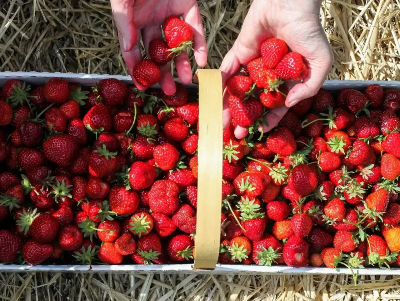 Sezon na truskawki kiedy się zaczyna - poznaj daty i tajemnice dostępności