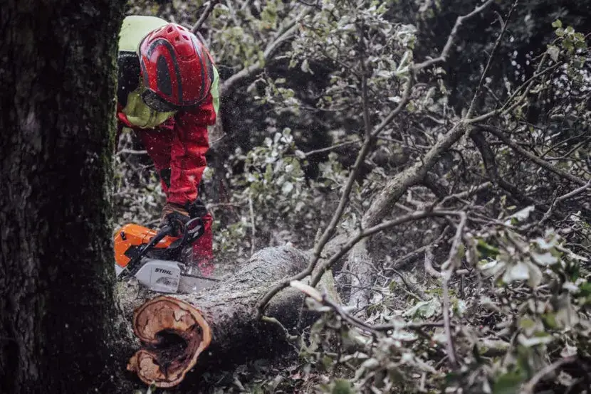 Kiedy straż pożarna może wyciąć drzewo? Poznaj ważne przepisy i zasady