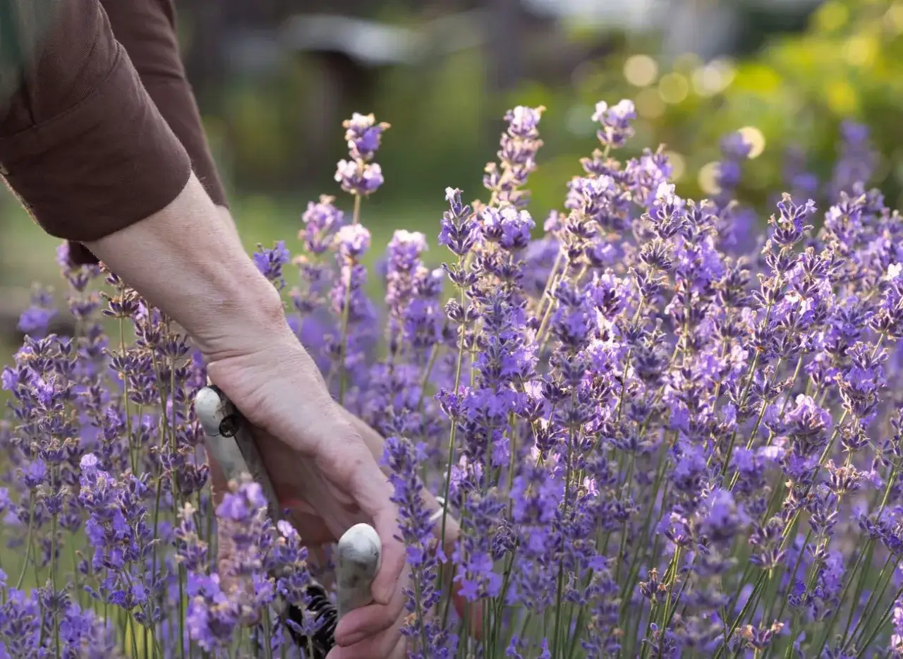 Jak przycinać lawendę? Klucz do bujnego kwitnienia i pięknego kształtu