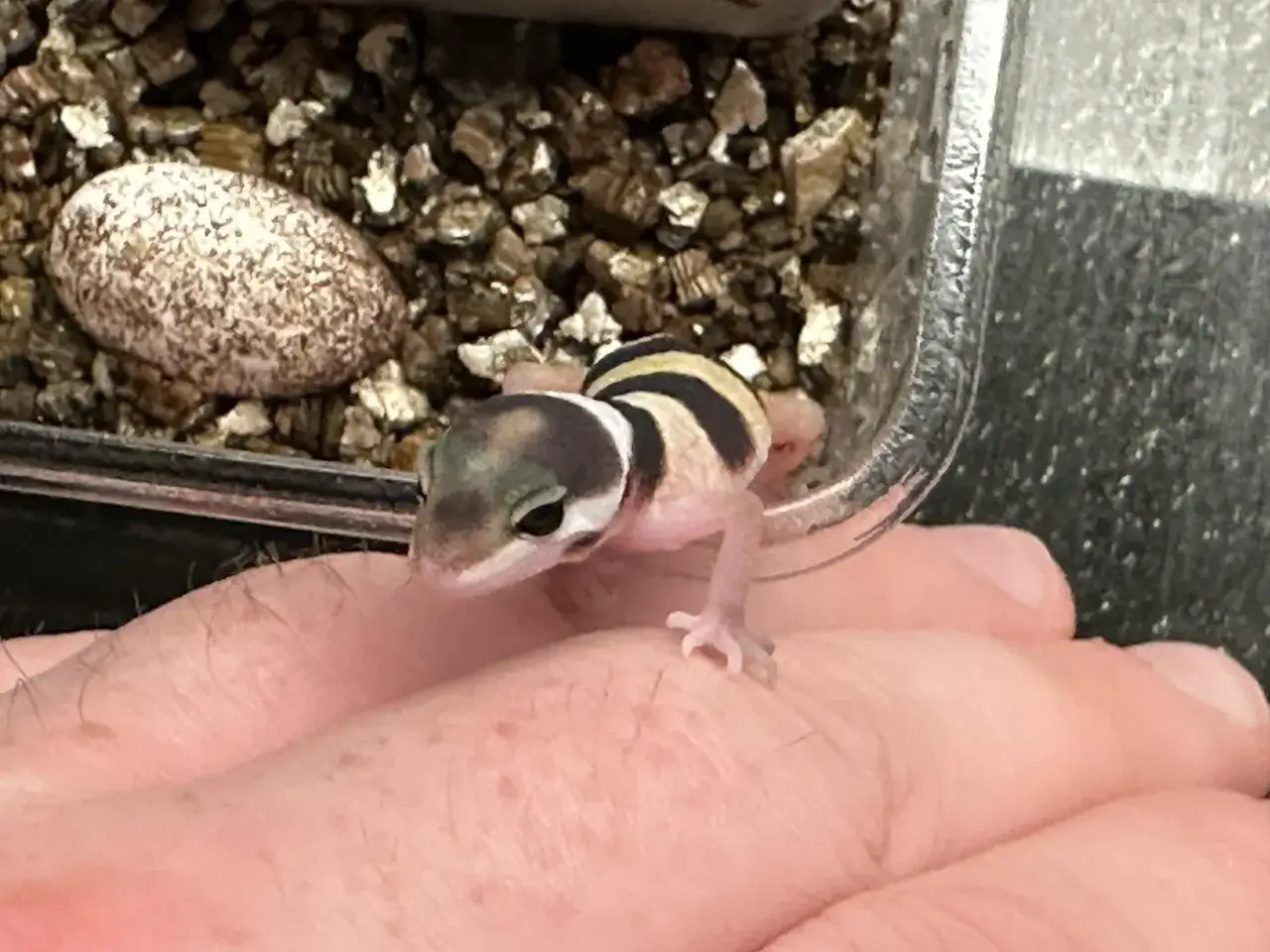 Mały gekon w paski siedzi na dłoni obok jaja w terrarium.