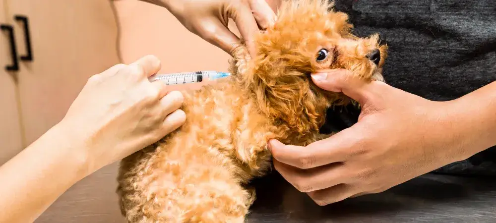 Kiedy się szczepi szczeniaka? Kluczowe informacje dla właścicieli