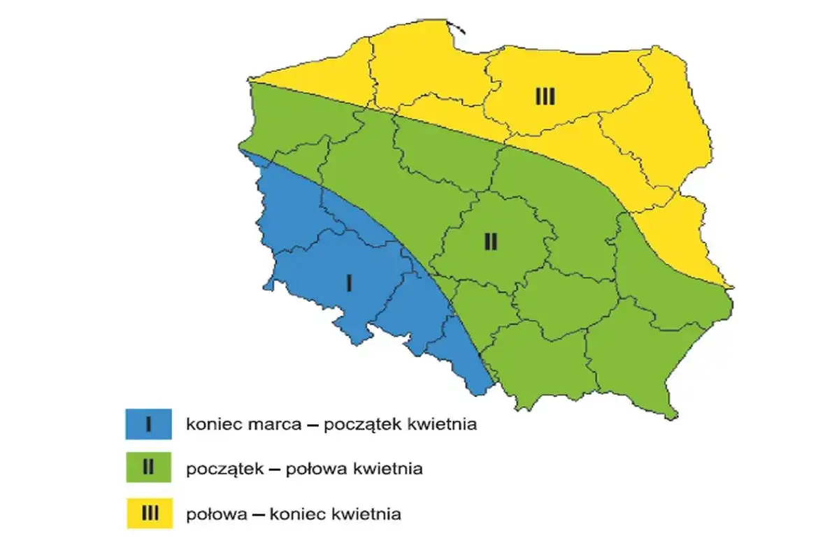 Mapa Polski z zaznaczonymi strefami, gdzie uprawia się buraki cukrowe: I (niebieska) - koniec marca-początek kwietnia, II (zielona) - początek-połowa kwietnia, III (żółta) - połowa-koniec kwietnia.