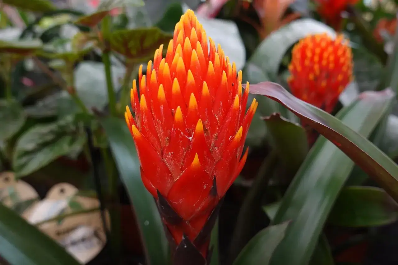 Jasnoczerwona bromelia, odmiana guzmania, z żółtymi końcówkami kwiatów, otoczona zielonymi liśćmi.
