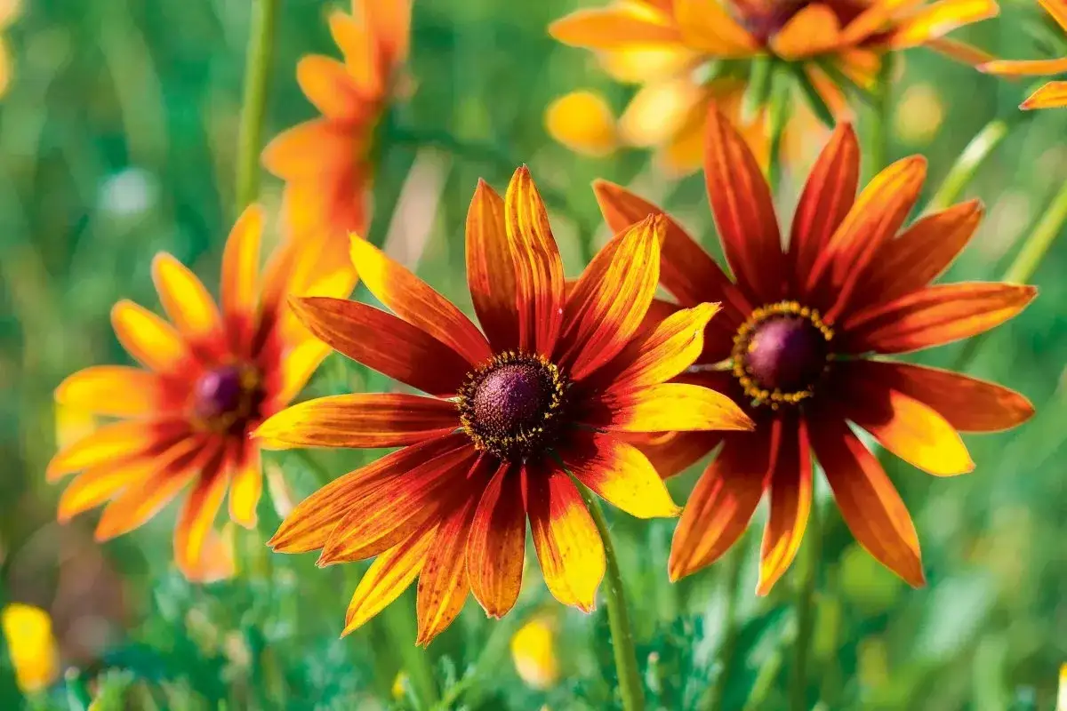 Twój ogród kwitnący całe lato: Sekrety kwiatów od czerwca do sierpnia