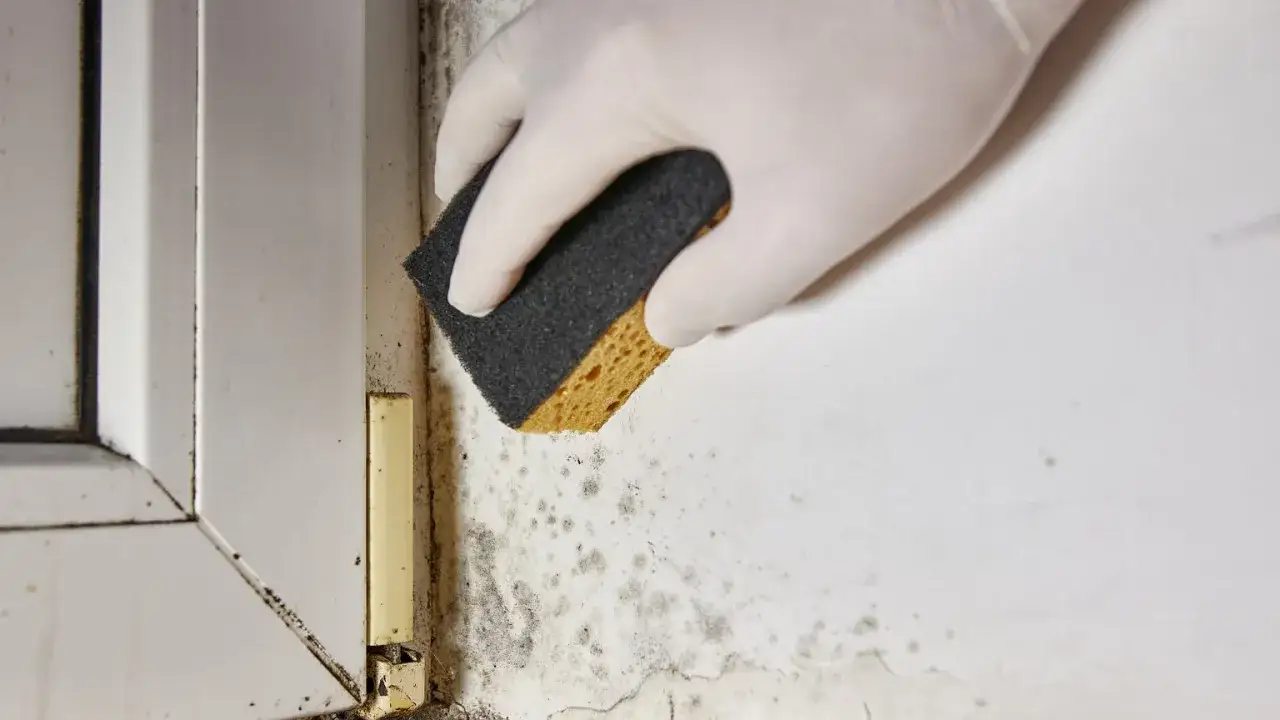 Skuteczne domowe sposoby na usunięcie pleśni ze ściany bez chemii