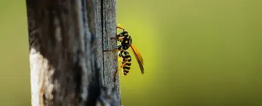 Gdzie zimują szerszenie? Odkryj ich tajne schronienia i zagrożenia
