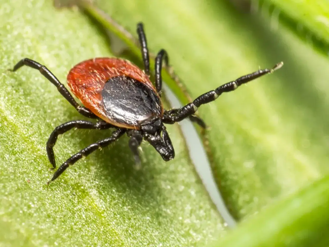 Kleszcze w domu? Rozpoznaj inwazję i pozbądź się ich raz na zawsze!