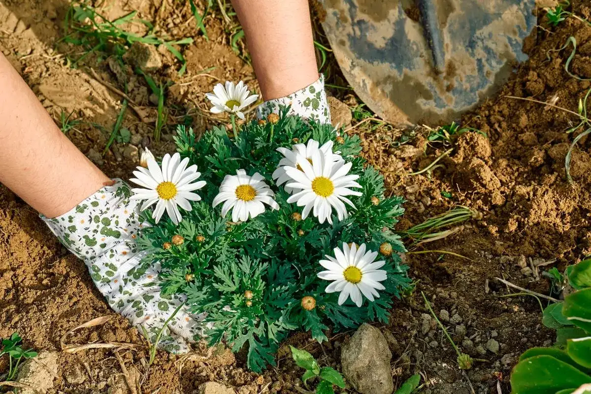 Stokrotki ogrodowe: Kiedy sadzić dla obfitych kwiatów?