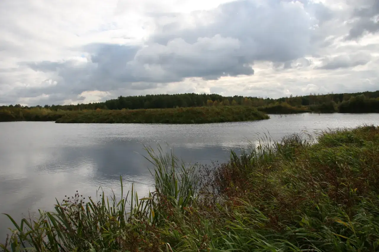 Rezerwat przyrody Stawy Siedleckie - unikalne ekosystemy i rzadkie gatunki