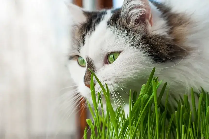 Czy koty mogą jeść owies? Bezpieczne porady i ważne zasady
