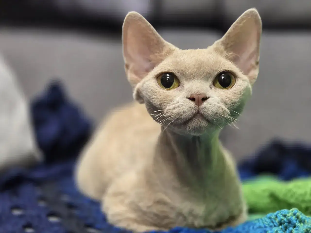 Lilowy kot rasy Devon Rex z dużymi uszami i żółtymi oczami, siedzący na kolorowych kocach.