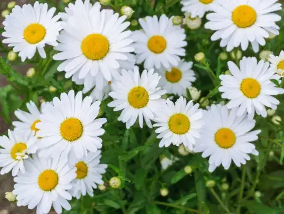 Rumianek pospolity: Jak go rozpoznać? Uniknij toksycznych chwastów.