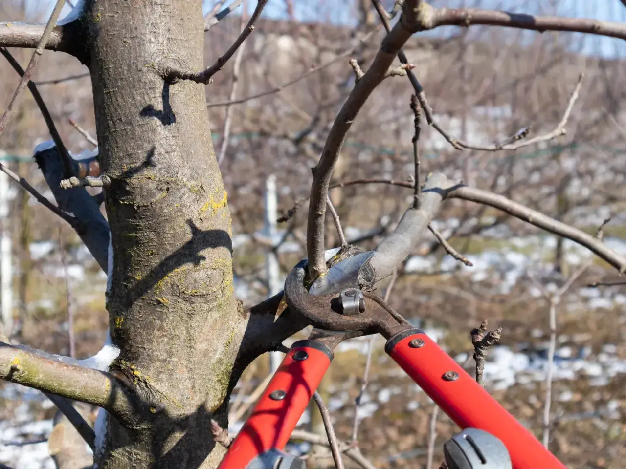 Przycinanie drzew owocowych: Sekret zdrowego sadu i słodkich owoców