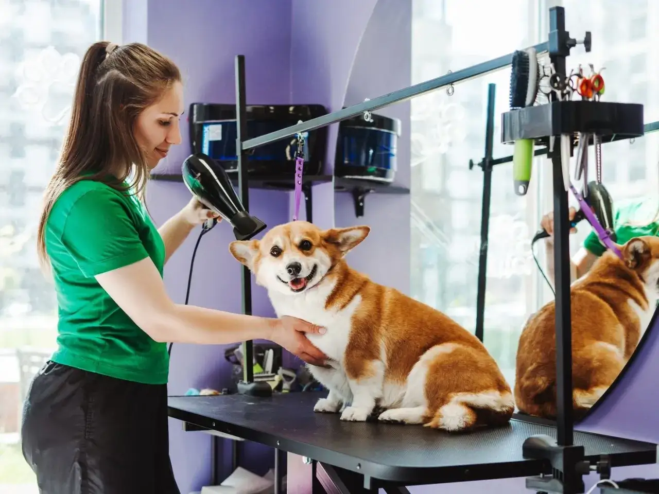 Fryzjerka suszy suszarką uśmiechniętego corgi na stole groomerskim.