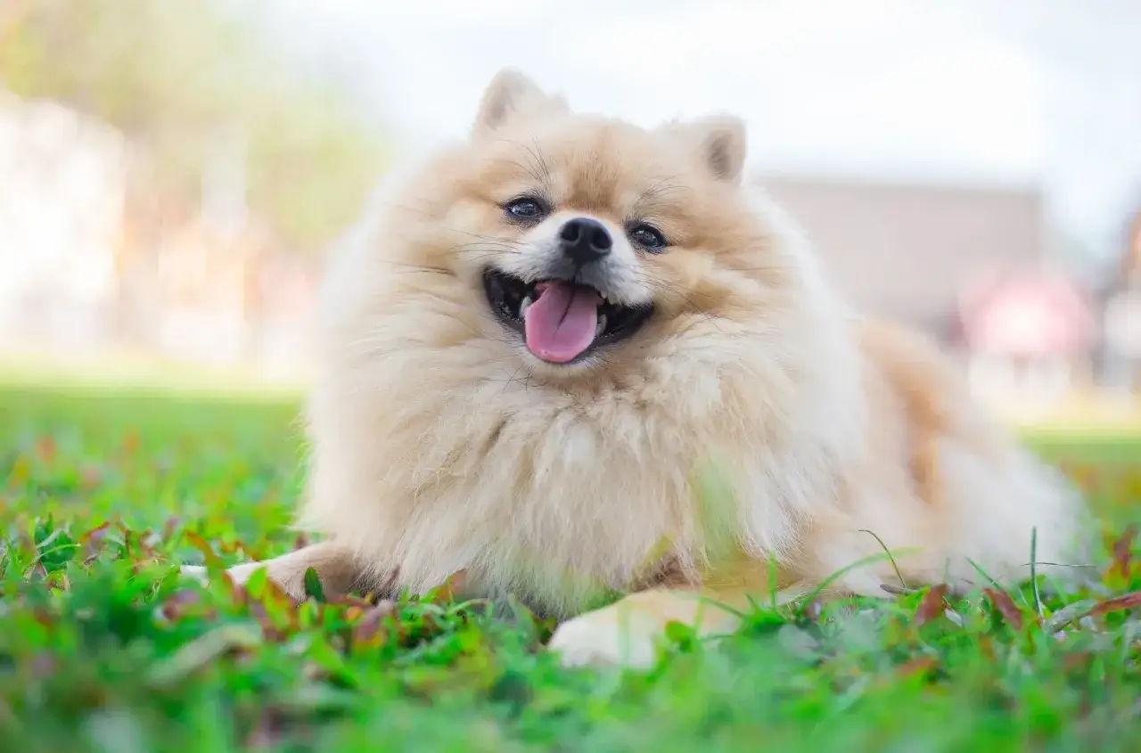 Czy szpic ma włosy czy sierść? Oto zaskakujące fakty o jego futrze