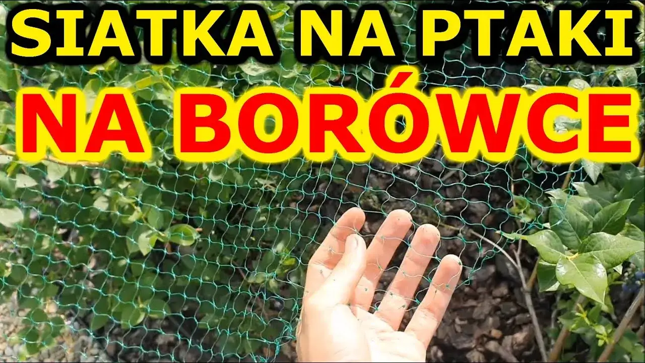 Jak założyć siatkę przeciw ptakom na borówki i chronić plony