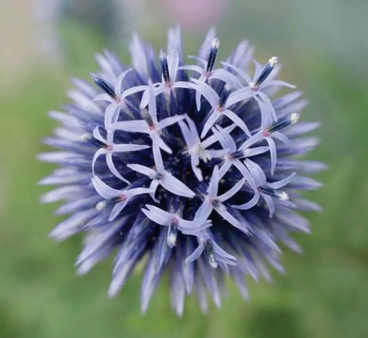 Kwitnienie ostu: Kiedy i dlaczego jest tak ważny?