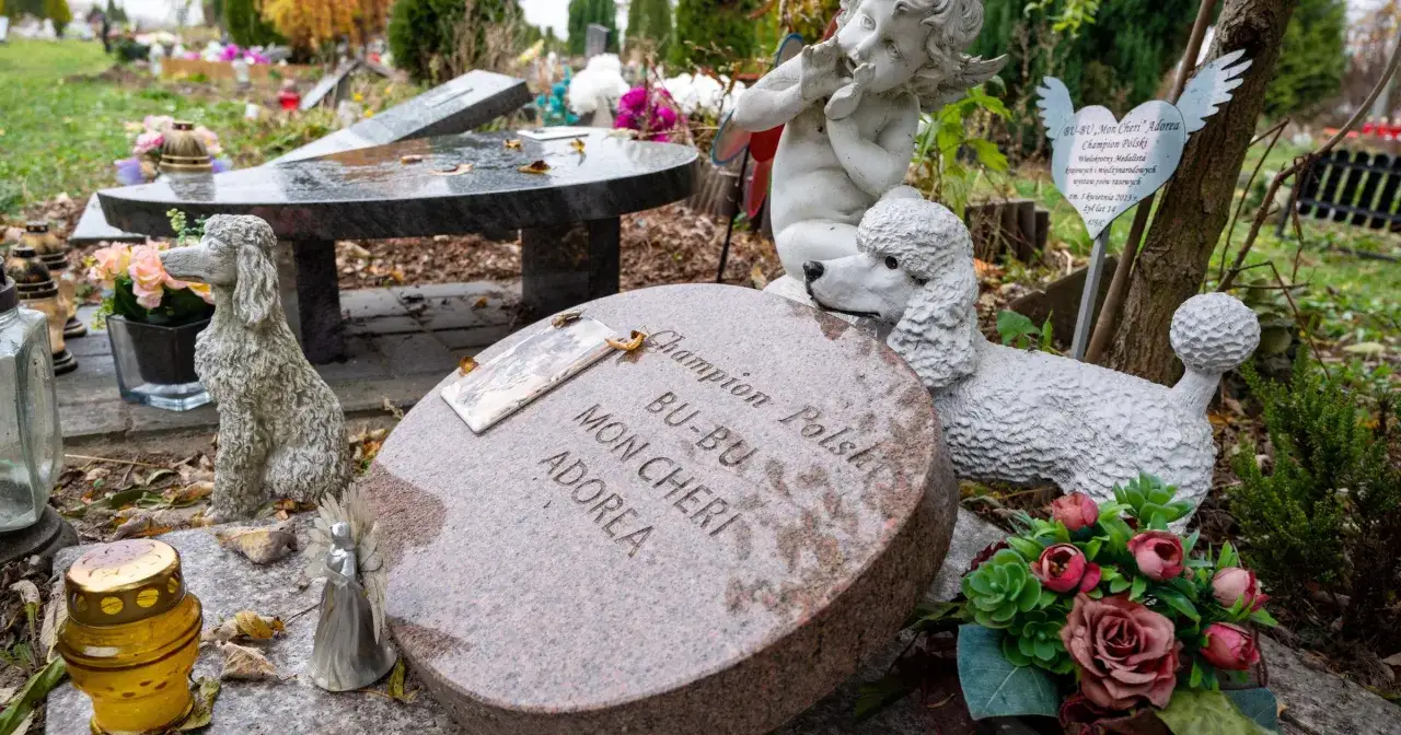 Co się dzieje z psem po śmierci? Ważne informacje i opcje pochówku