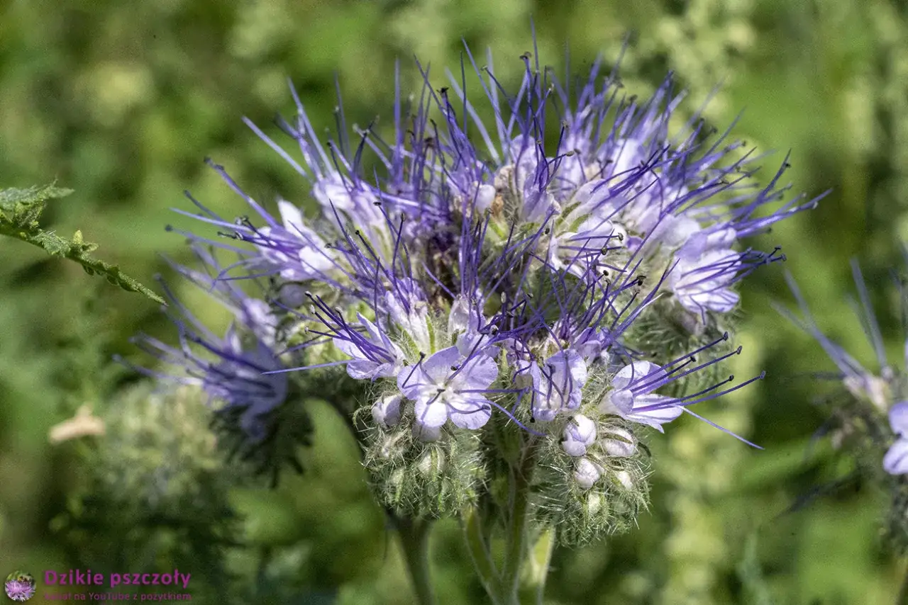 Facelia błękitna: kwitnienie przez cały sezon? Poznaj triki!