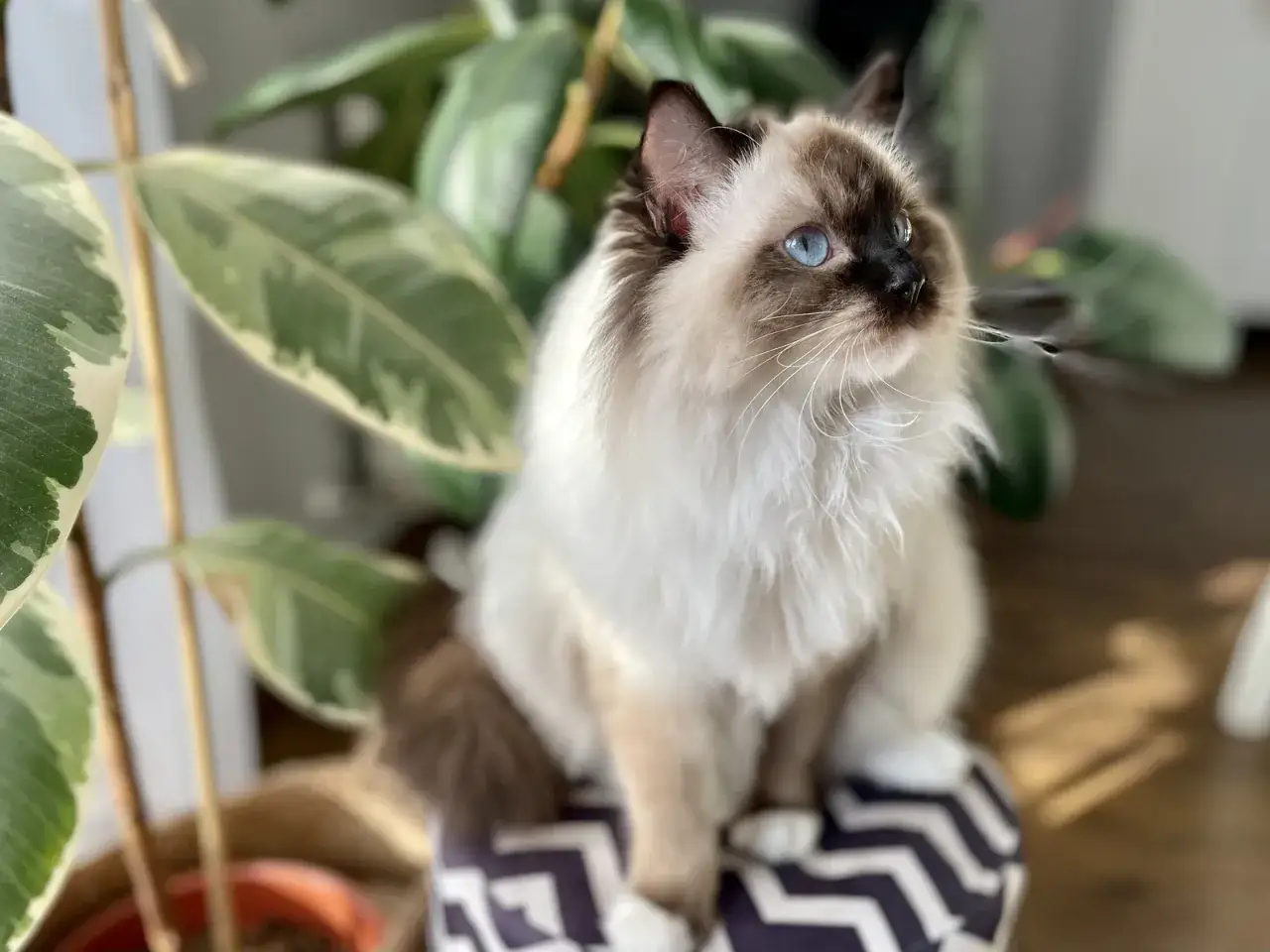 Ile kosztuje wizyta u weterynarza z kotem? Ceny, które musisz znać