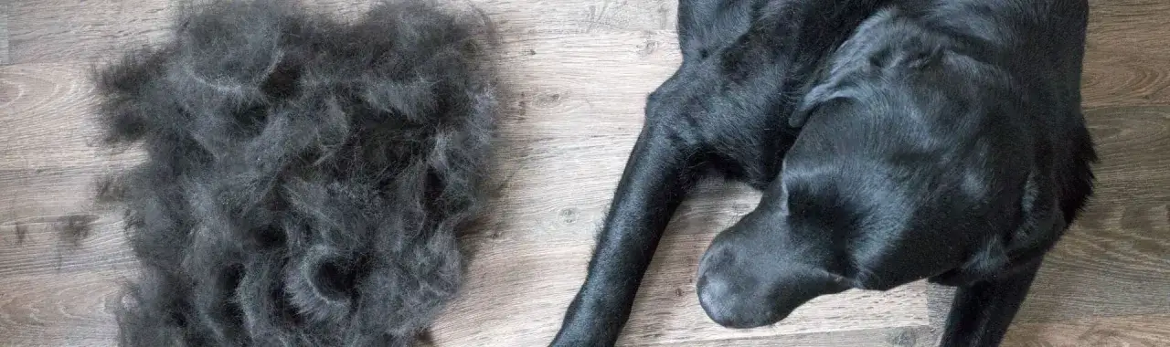 Kiedy pies zmienia sierść? Poznaj sekrety linienia u psów