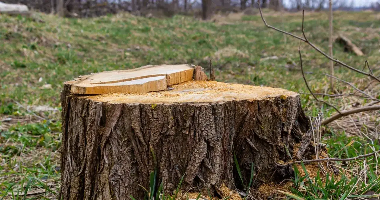 Jaką grubość drzewa można wyciąć bez zezwolenia? Sprawdź limity.