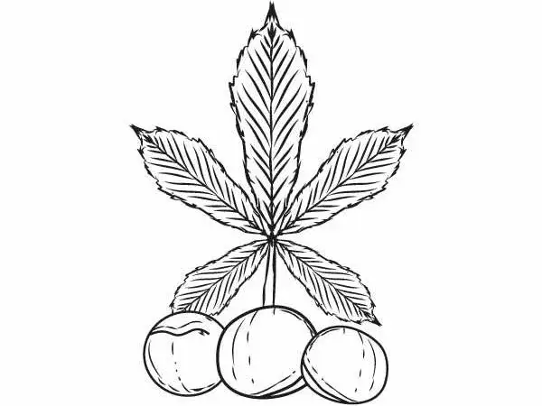 Kolorowanka - kasztanowiec i kosz na śmieci do wydruku dla ekologów