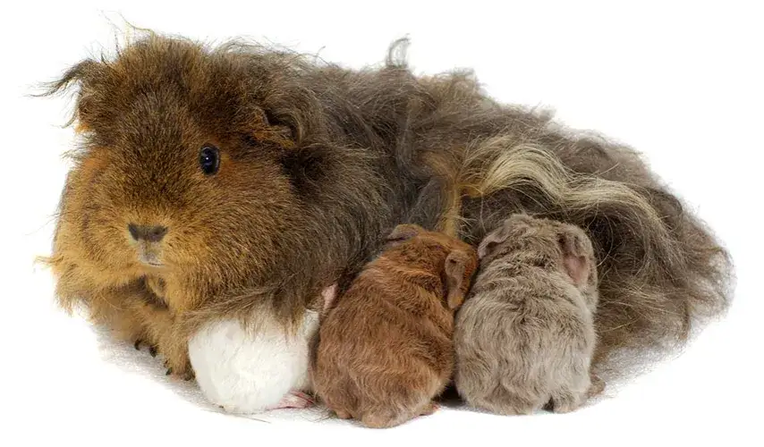 Czy samiec świnki morskiej może być przy porodzie? Uniknij problemów z ciążą