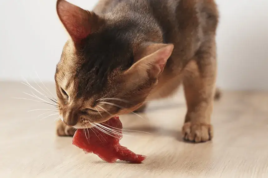 Czy koty mogą jeść wieprzowinę? Poznaj ryzyka i bezpieczne metody