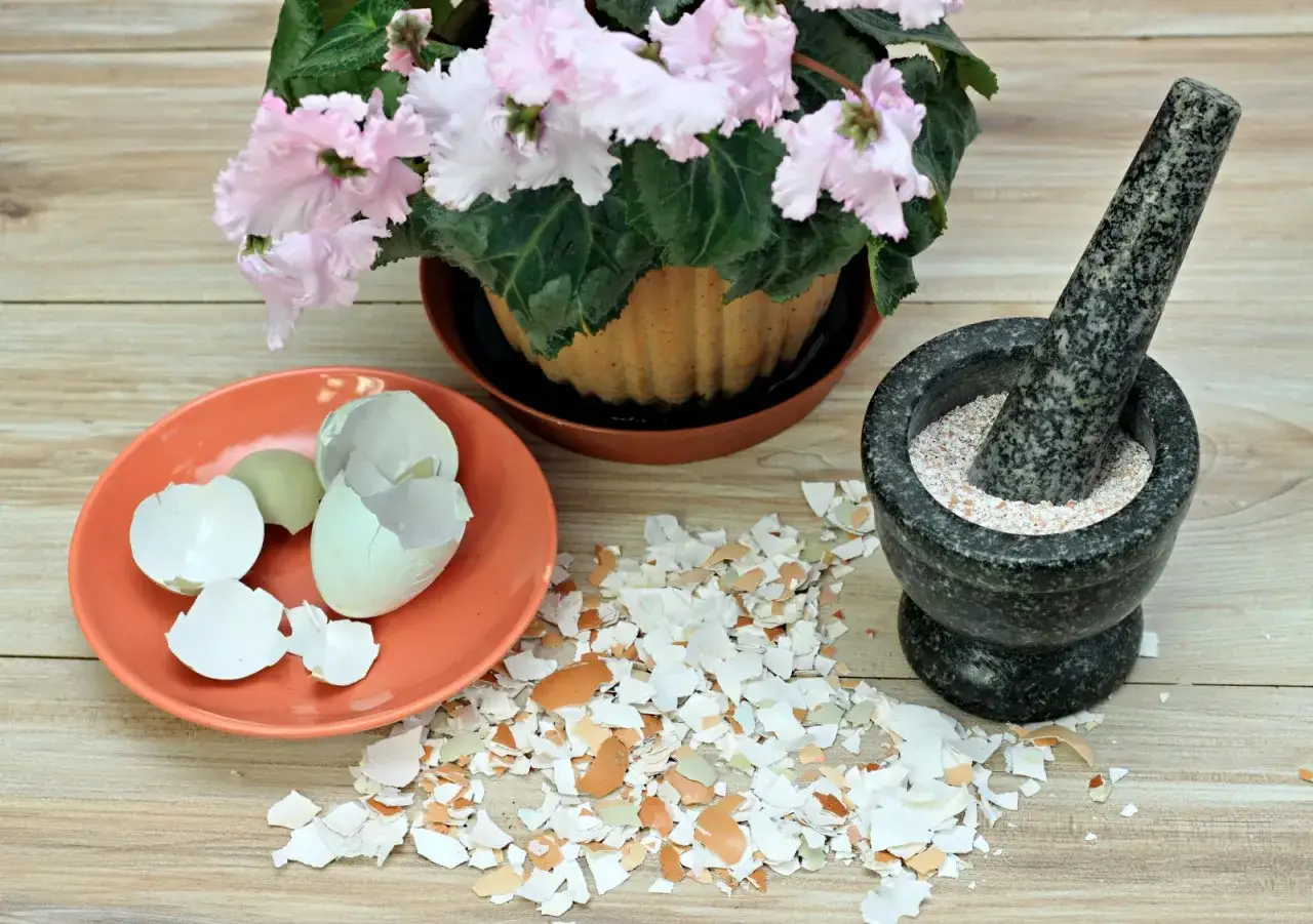 Skorupki jaj do kwiatów doniczkowych? Kto pokocha wapń, a kto nie!