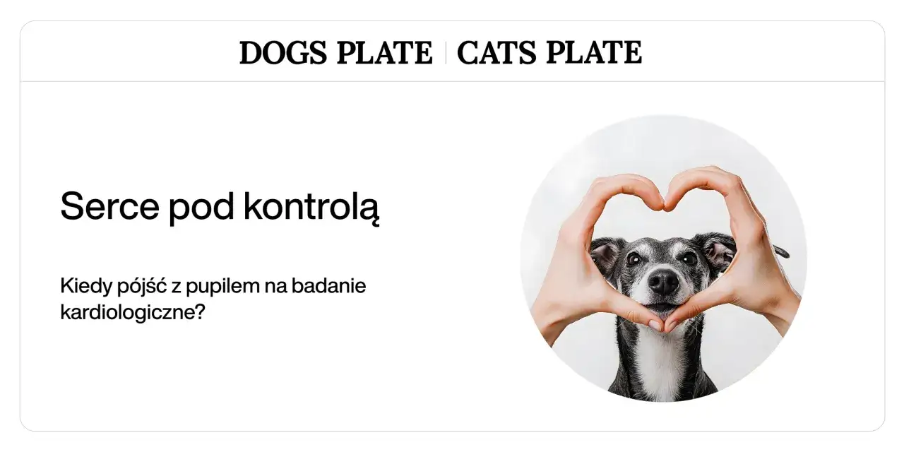 Pies z sercem uformowanym dłońmi. Kiedy pies ma serce pod kontrolą i potrzebuje badania kardiologicznego?