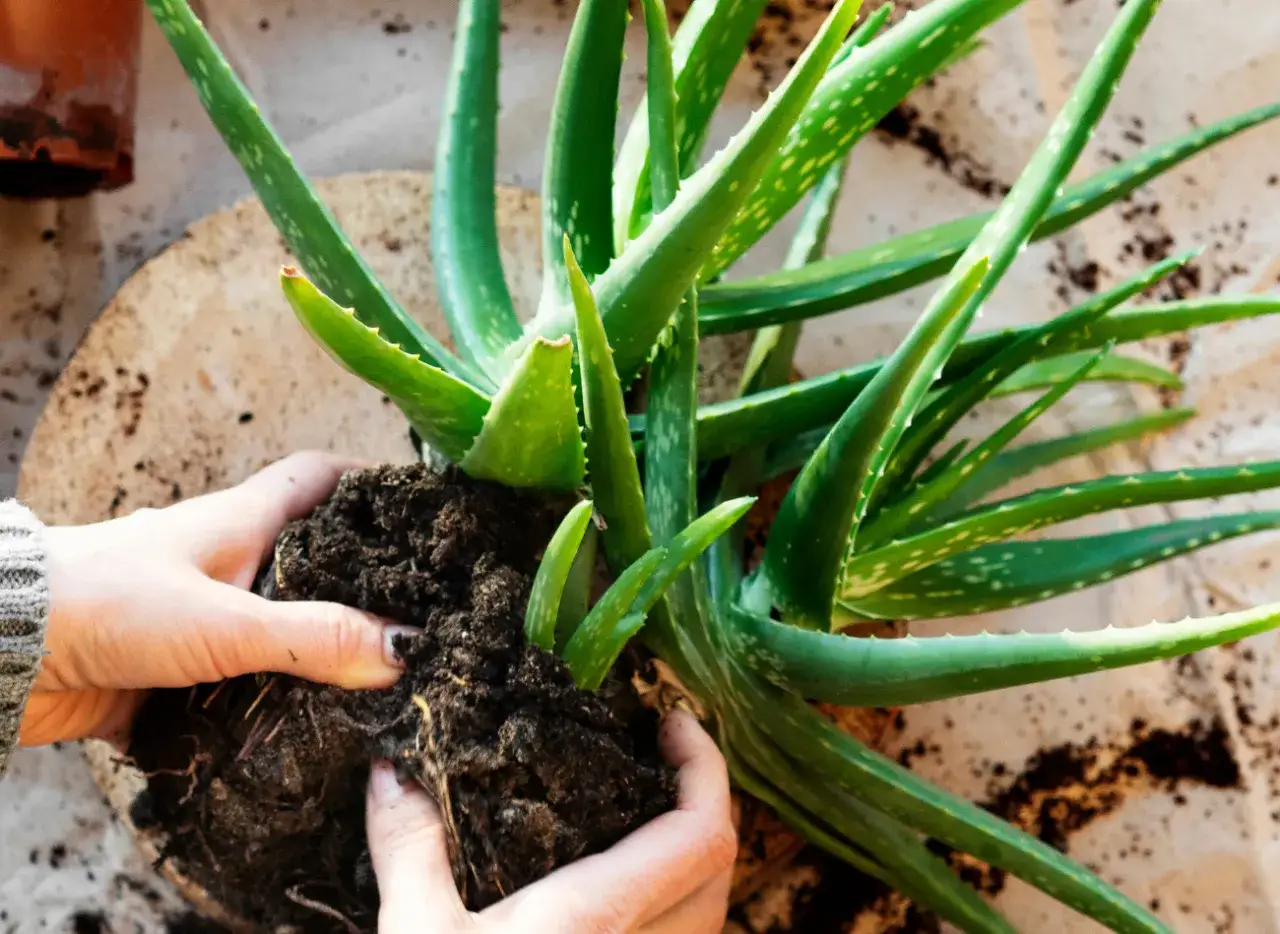 Aloes: jak prawidłowo przycinać? Uniknij błędów, ciesz się żelem