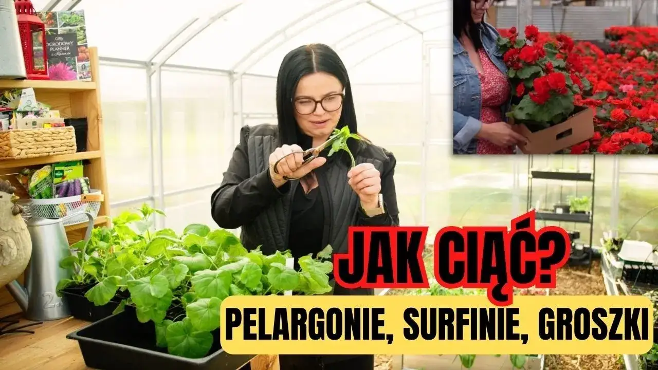 Jak przycinać pelargonie? Kiedy, jak i dlaczego dla morza kwiatów!