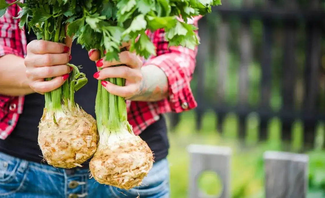 Jaki nawóz do selera? Odkryj sekrety skutecznej uprawy korzeniowej