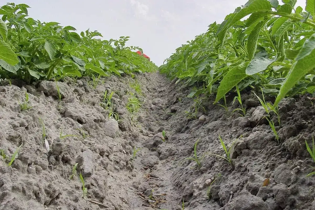Rząd ziemniaków, gdzie widać młode pędy i ślady po środku na chwasty.