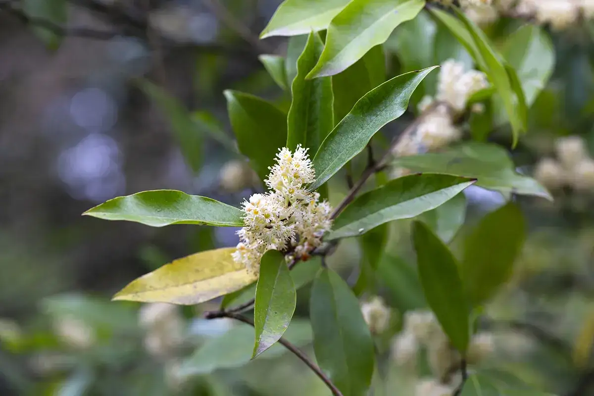 Przycinanie laurowiśni: Poradnik eksperta dla gęstych krzewów