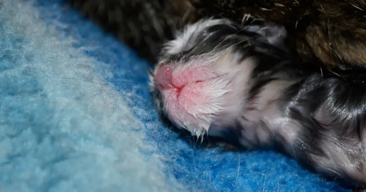 Ile trwa poród kotki? Poznaj kluczowe informacje i wskazówki