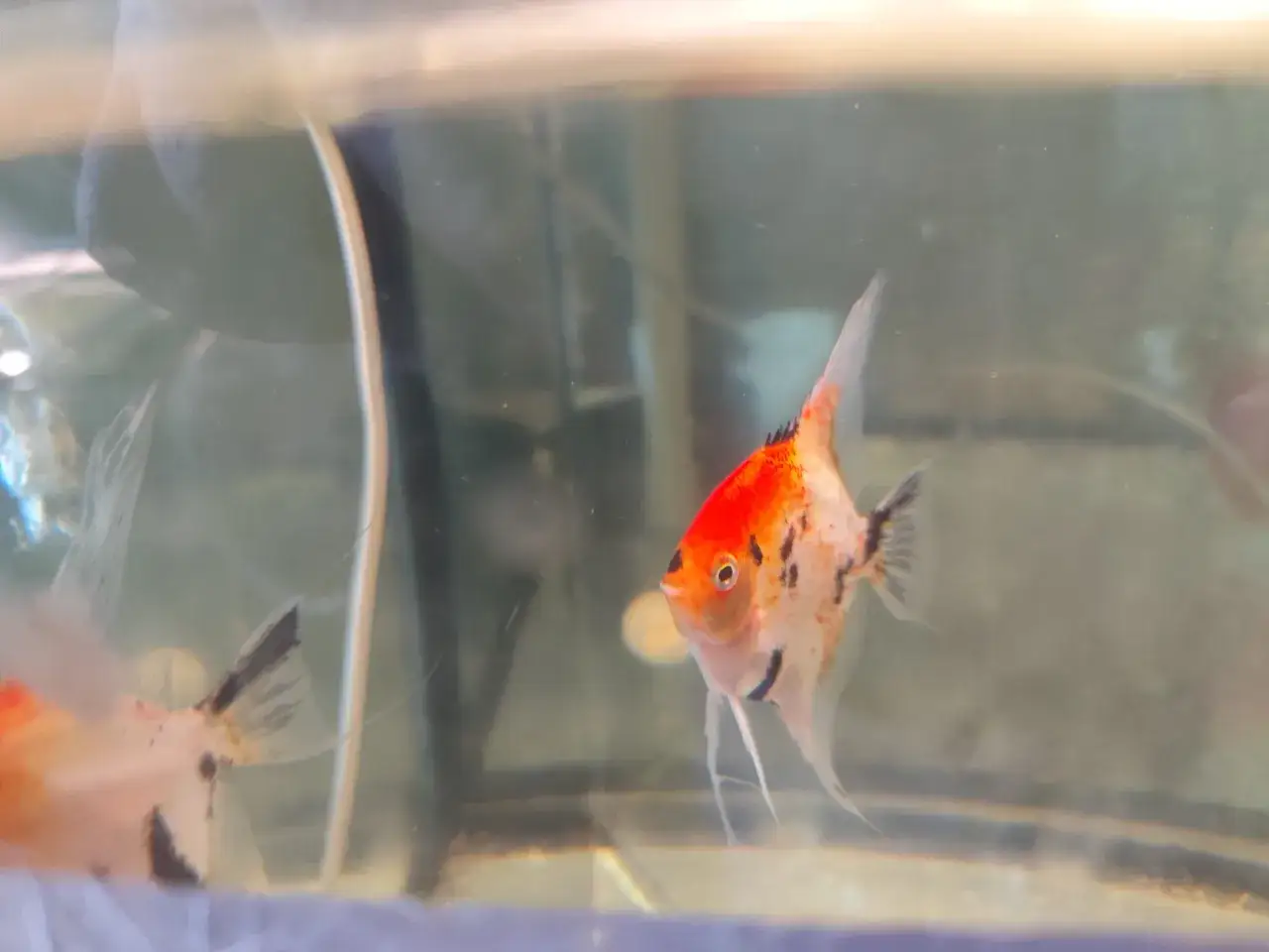 Jakie ryby do akwarium na początek? Wybierz mądrze, ciesz się sukcesem!