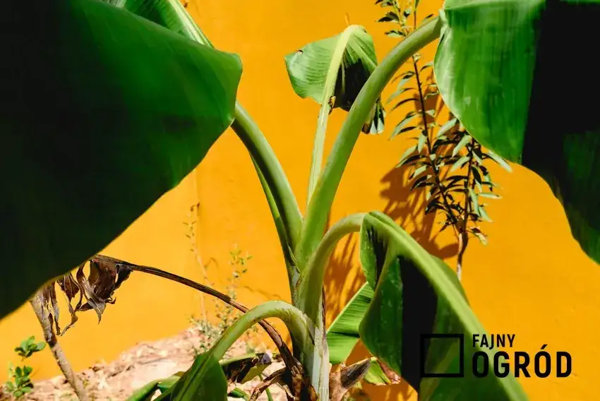 Kwitnący bananowiec w doniczce? Jak dbać i cieszyć się kwiatem!