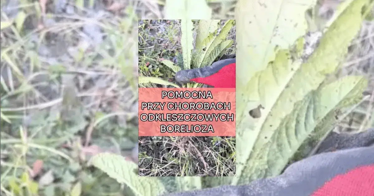 Na boreliozę jaki lek - skuteczne terapie i ich bezpieczeństwo