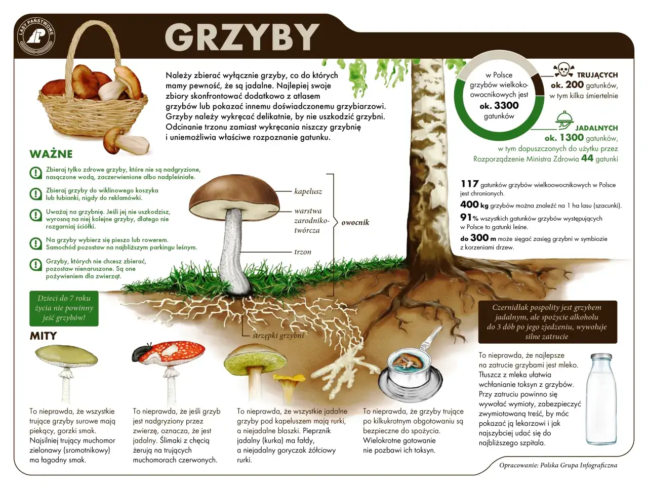 Ilustracja przedstawia różne gatunki grzybów, koszyk pełen grzybów i drzewo, obok którego rośnie sosienka.