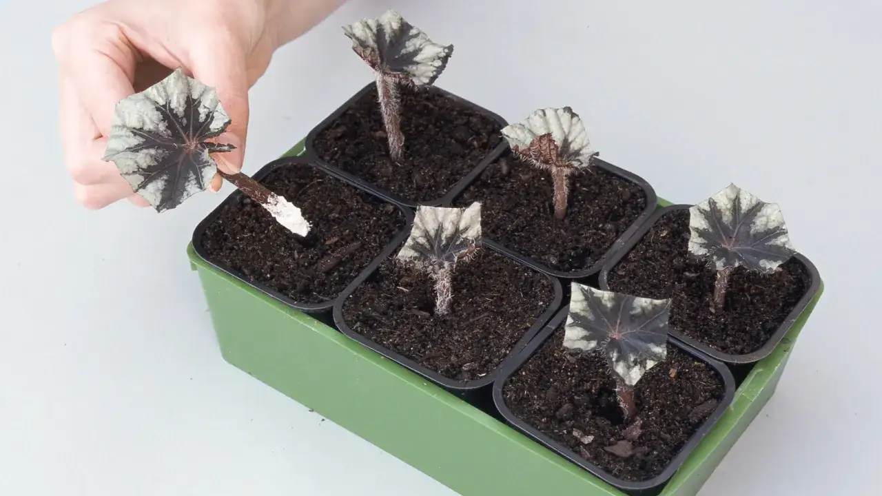 Jak rozmnożyć begonie ogrodowe? Praktyczny przewodnik krok po kroku