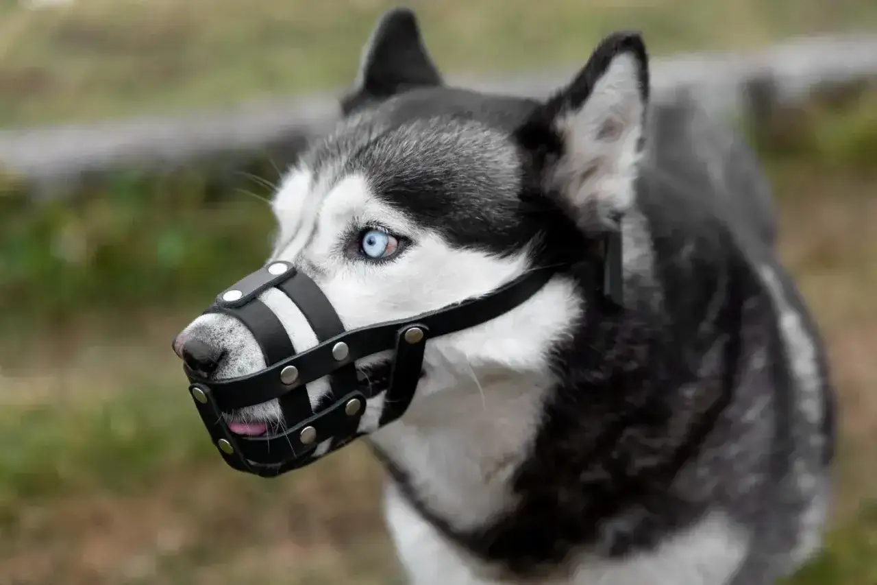 Siberian Husky z niebieskimi oczami w skórzanym kagańcu. Czy kaganiec jest obowiązkowy dla tego pięknego psa?