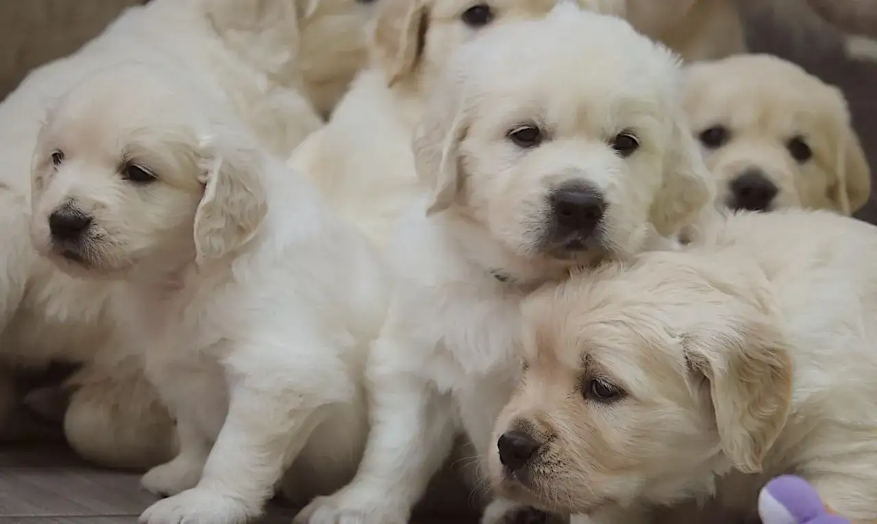 Hodowla: Reproduktor czy suka? Zyski, koszty, ryzyka co wybrać?