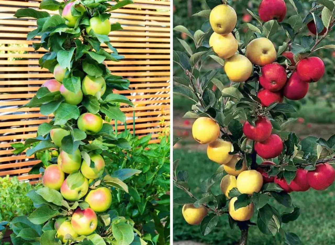 Jabłoń do ogrodu: Odporna, smaczna i łatwa w uprawie? Sprawdź!